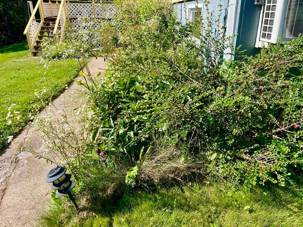 Before Photo of Professional Garden Service Before Photo of Professional Garden Service